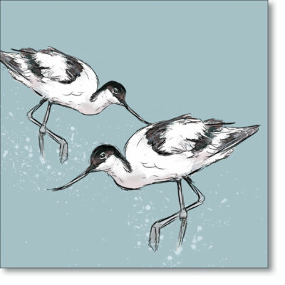 Greetings card 'Avocet' by Ed Stokes