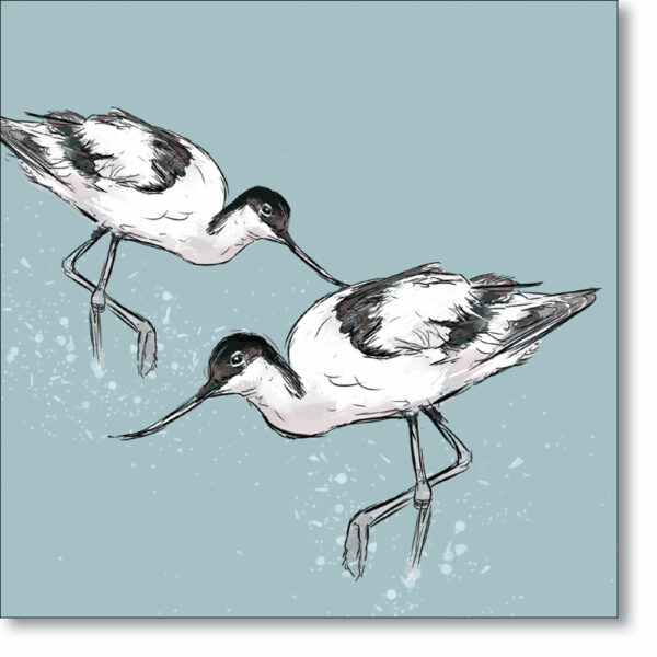 Greetings card 'Avocet' by Ed Stokes