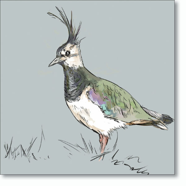 Greetings card 'Lapwing' by Ed Stokes